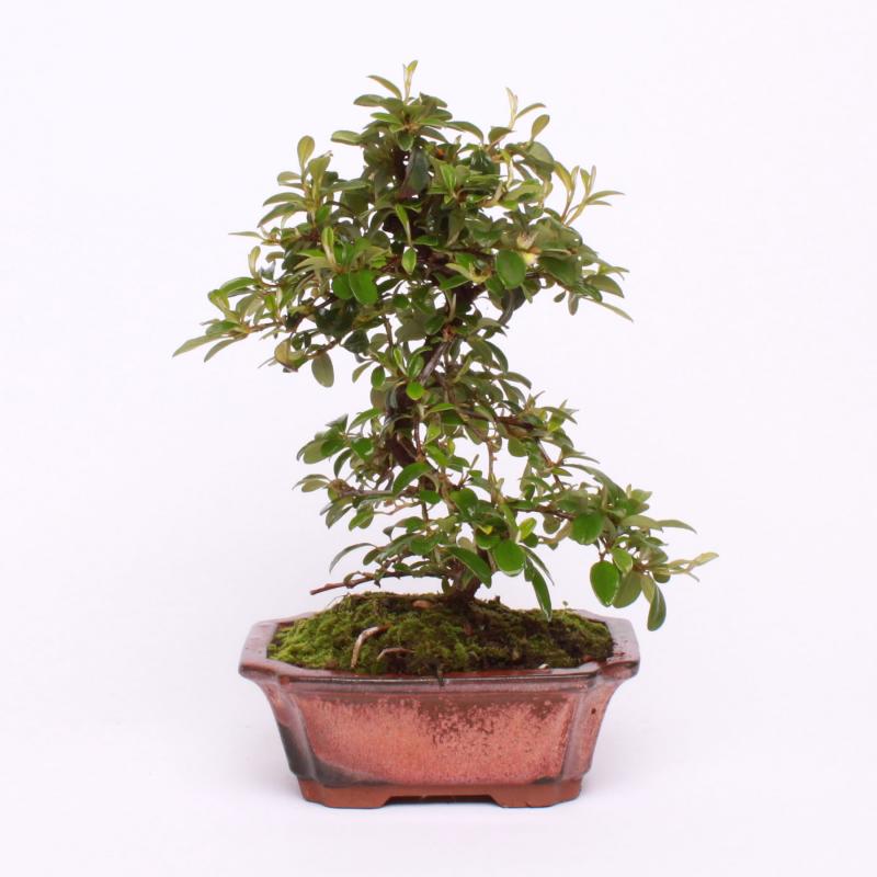 Skalník nápadný (Cotoneaster conspicuus)