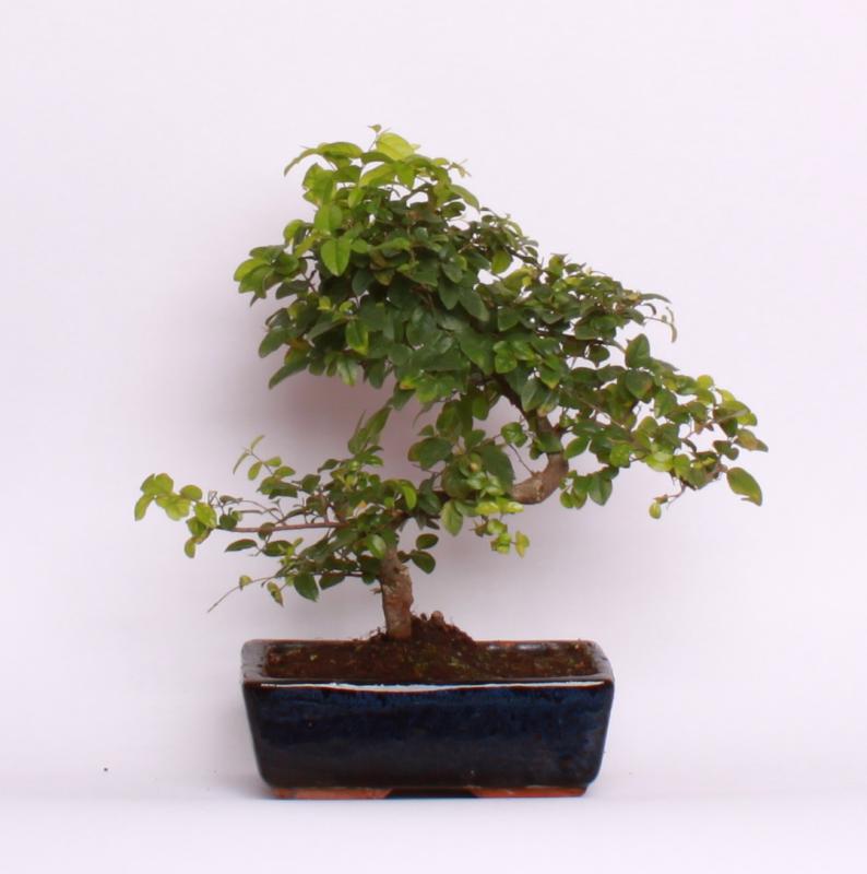 Sagerecia (Sageretia theezans)