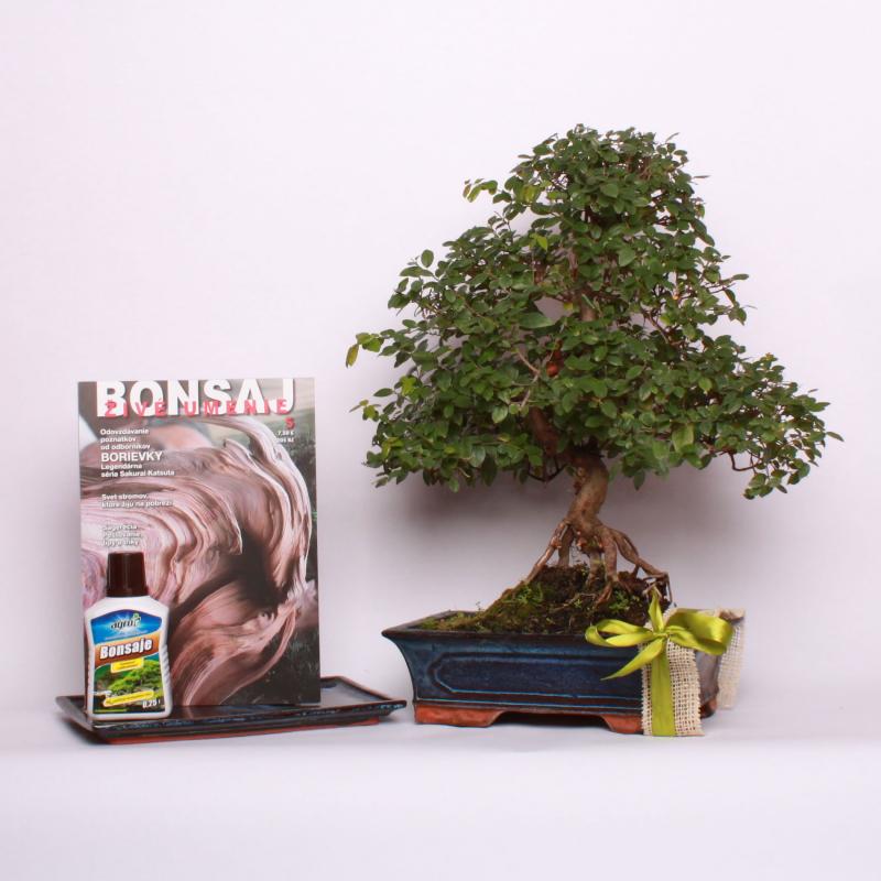 Darčekové balenie s bonsajom do 190 € Sagerecia