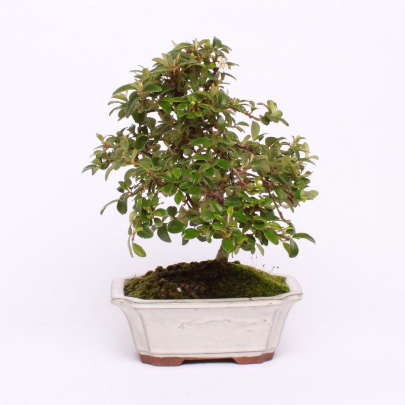 Skalník nápadný (Cotoneaster conspicuus)