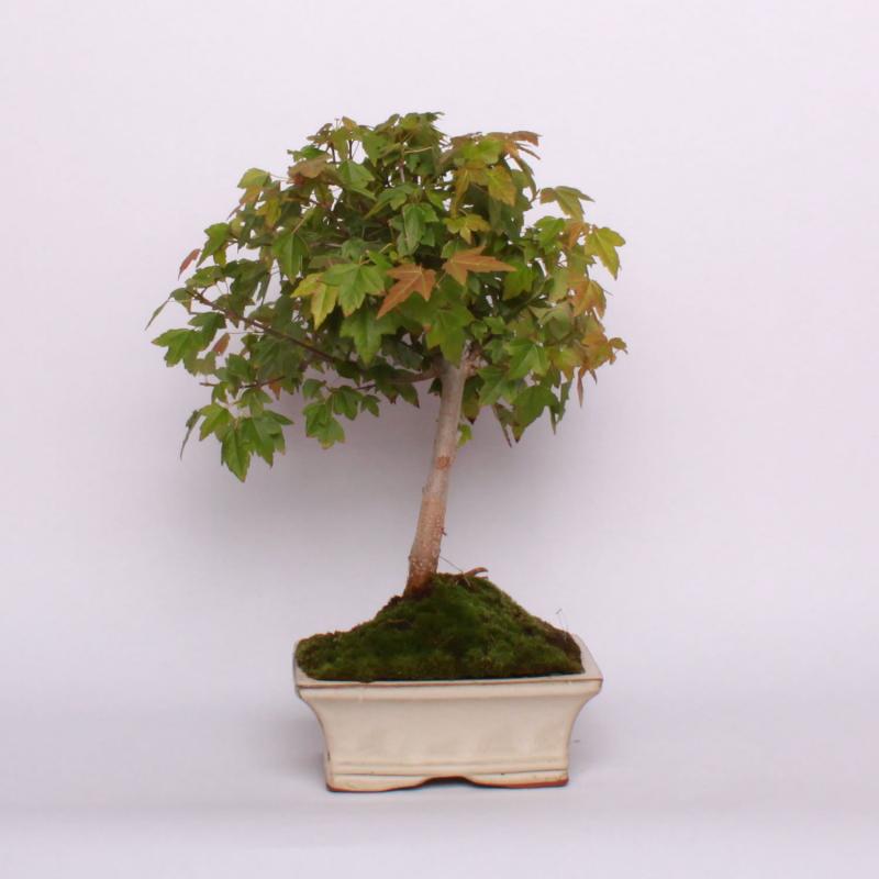 Javor buergerov (Acer buergerianum)