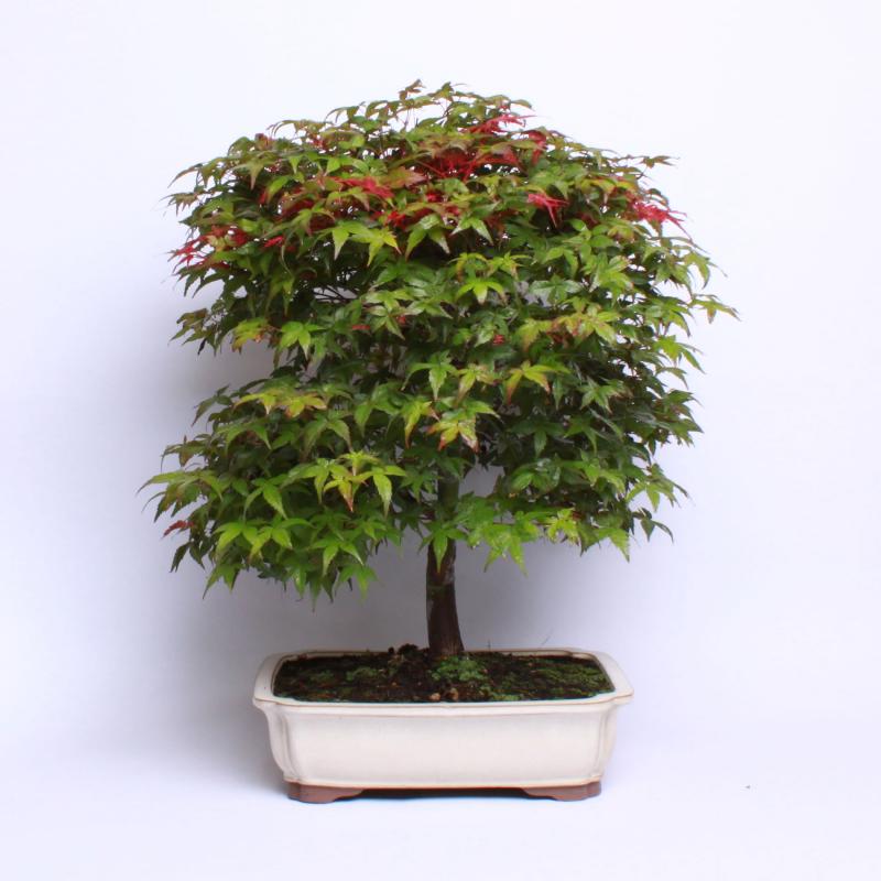 Javor dlaňolistý Beni maikon (Acer palmatum beni maikon)