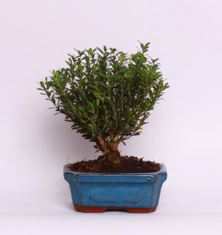 Krušpán drobnolistý (Buxus harlandii)