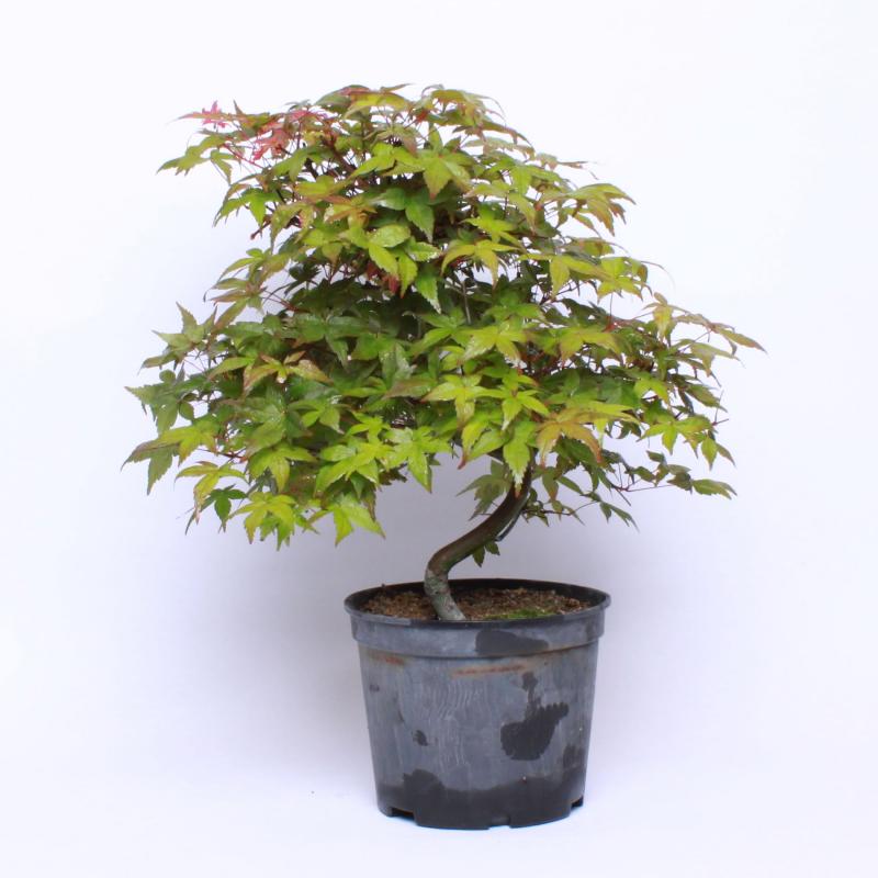 Javor dlaňolistý strihanolistý (Acer palmatum deshojo)