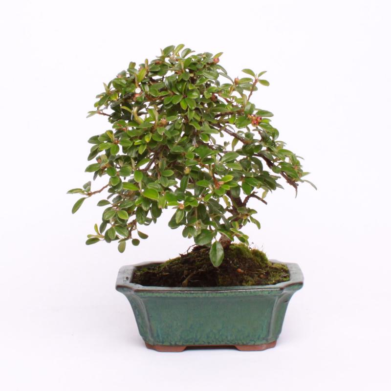 Skalník nápadný (Cotoneaster conspicuus)