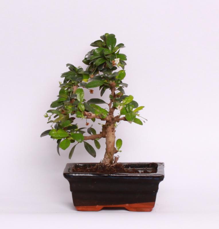 Čaj Fuki  (Carmona microphylla)
