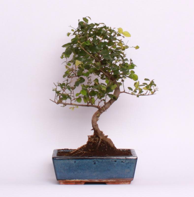 Sagerecia (Sageretia theezans)