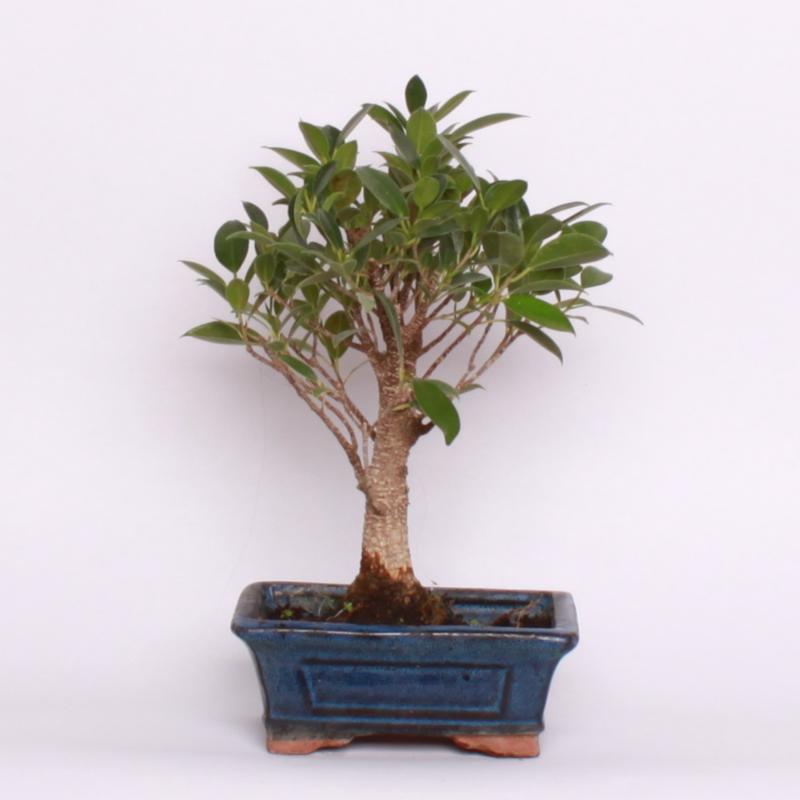 Fikus vykrojený (Ficus retusa)