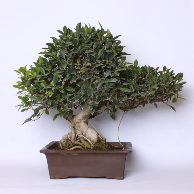 Fikus vykrojený (Ficus retusa)