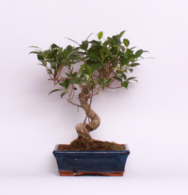 Fikus vykrojený (Ficus retusa)