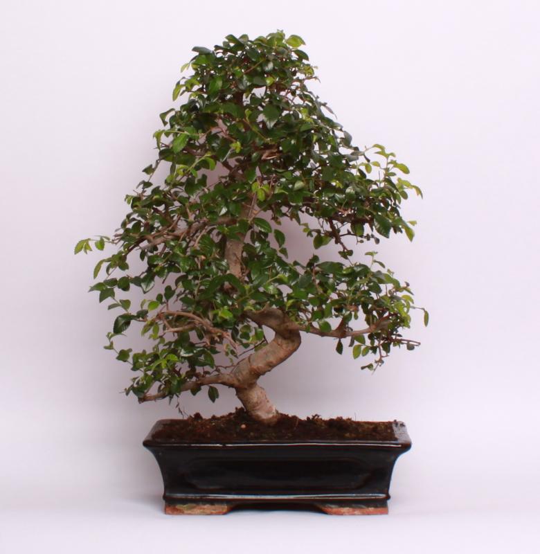 Zelkova ostrolistá (Zelkova serrata)