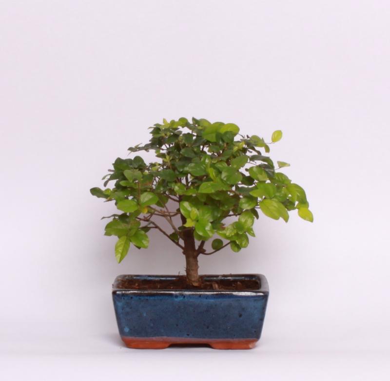 Sagerecia (Sageretia theezans)