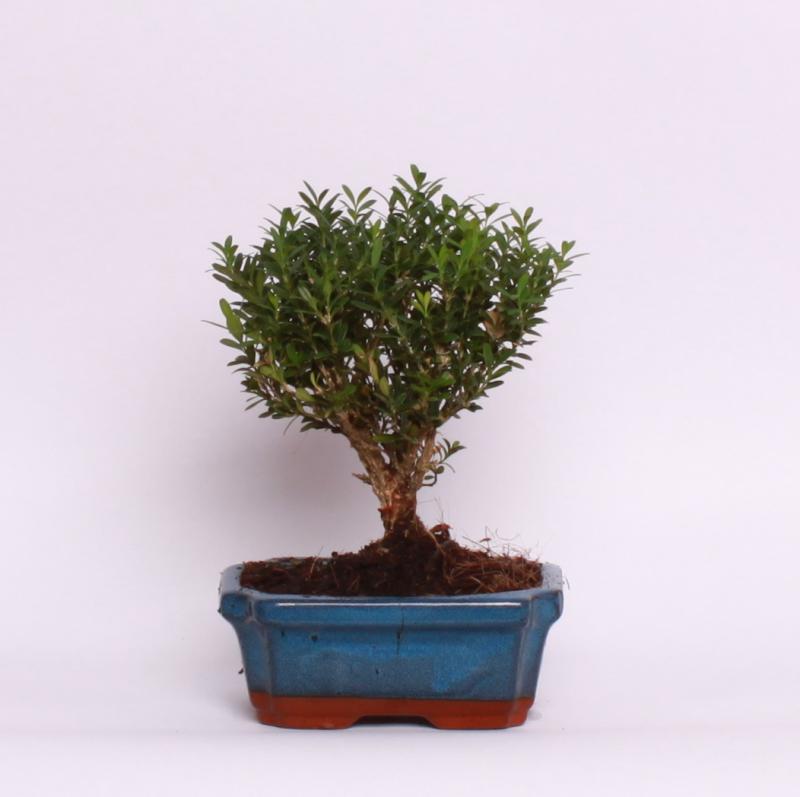 Krušpán drobnolistý (Buxus harlandii)