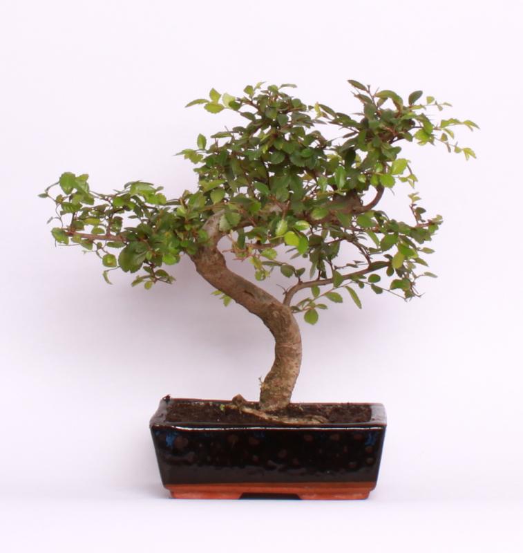 Zelkova ostrolistá (Zelkova serrata)